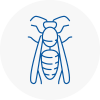 Molesey Wasp Nest Removal